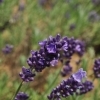 Lavandula angustifolia 'Ellegance Purple' -- Lavendel